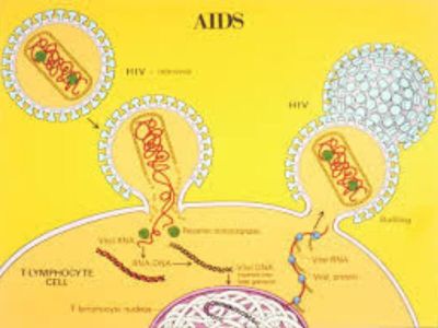 Svetom tutnji vest o prvom izlečenju pacijenta s HIV - om koji je imao i leukemiju. Matičnim ćelijama otpornim na virus AIDS-a ubijene su dve muve jednim udarcem.