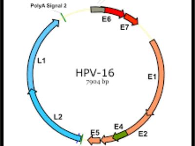 Humani papiloma virusi (HPV) grupa je virusa široko rasprostranjenih u populaciji koji, zavisno od tipa, uzrokuju nastanak dobroćudnih i zloćudnih promena kože i sluzokoža.