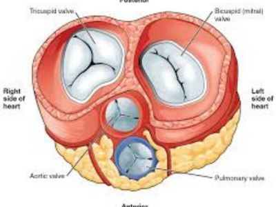 Fibroelastoza endokarda predstavlja zadebljanje muralnog endokarda ili zalistaka. Fibroelastoza može biti primarna ili sekundarna (posledica drugih oboljenja).