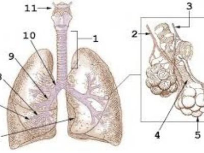 Tri četvrtine osoba koje su umrle od gripa A H1N1 patile su od drugih zdravstvenih problema, ali im je svima virus H1N1 oštetio pluća, piše londonski "Dejli Telegraf".